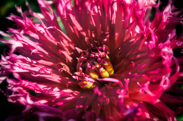 red aster bud close-up in the sun