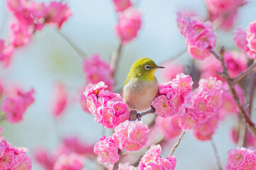 Japanese white-eye on plum blossom tree - Powered by Adobe