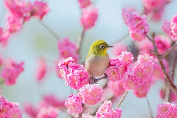 Gordijnen Japanese white-eye on plum blossom tree © pheeby