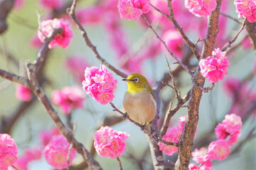 Japanese white-eye on plum blossom tree