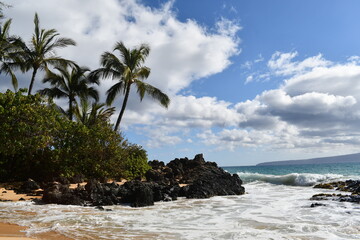 beach with palm trees in hawaii