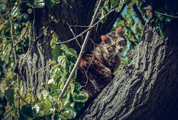 Homeless cat sits on a tree