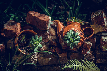 Succulents in an old teapot. Recycled flower pots. Eco garden