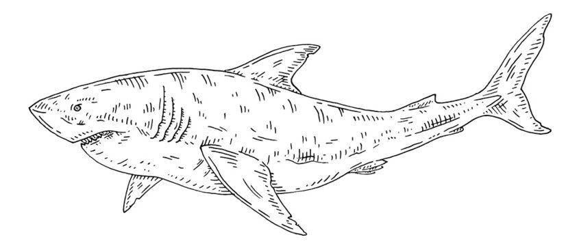 Whole shark on white. Vintage engraving monochrome black illustration.