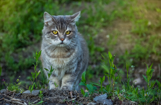 Beautiful gray cat walks in the garden