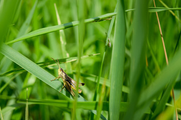 grasshopper on the grass