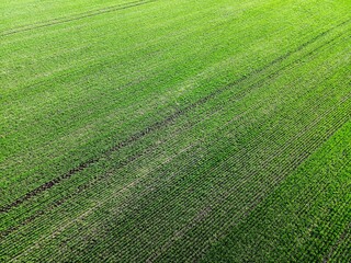 A large field with young green shoots of wheat.