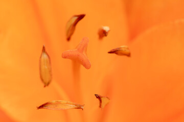 Macro detail of the pistils of an orange flower of a lily