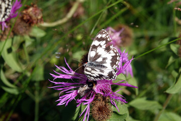 Schachbrettfalter