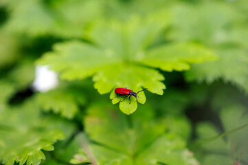 ニリンソウの葉とアカハネムシ
