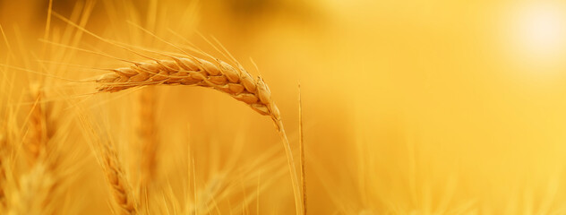 Golden wheat spikelets in field, closeup. Banner for design © Pixel-Shot
