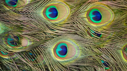 Close-up of beautiful multi-colored peacock tail feathers.Bright texture of feathers,closeup,selective focus.Natural background.