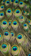 Close-up of beautiful multi-colored peacock tail feathers.Bright texture of feathers,closeup,selective focus.Natural background.