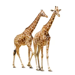 Gordijnen Cute giraffes isolated on white © Pixel-Shot