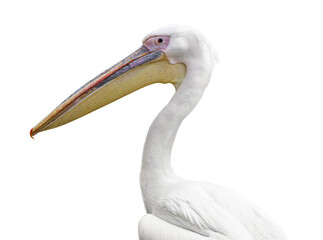 Beautiful pelican isolated on white