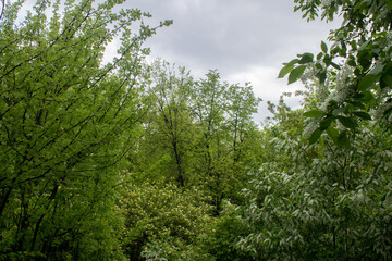 green trees in the forest