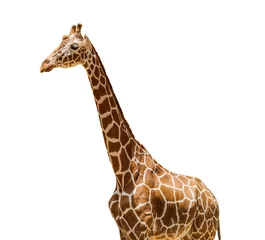 Gordijnen Cute giraffe isolated on white © Pixel-Shot