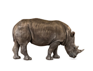 Obraz premium Cute rhino isolated on white
