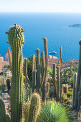 Large cacti against the background of a picturesque view of the Mediterranean coast from the top of the town of Eze, a village on the French Riviera. The youngest Alpine botanical garden Eze, France