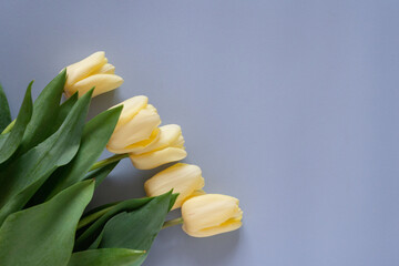 Fototapeta premium yellow tulips on a blue background. Spring bouquet for postcard
