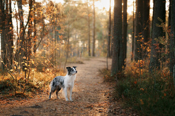 Obraz premium dog in nature. Autumn mood. Border collie in leaf fall in the forest