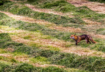 A Red Fox in a Silage field, Castlewellan, County Down, Slieve Croob and Mourne Area of Outstanding Natural Beauty. Northern Ireland