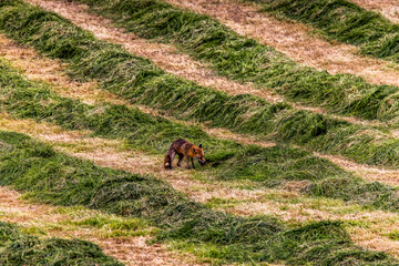 A Red Fox in a Silage field, Castlewellan, County Down, Slieve Croob and Mourne Area of Outstanding Natural Beauty. Northern Ireland