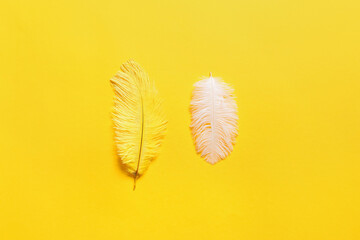 Beautiful feathers on yellow background
