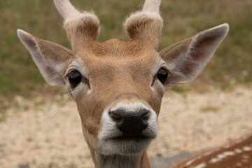 Fallow deer albino deer in safari