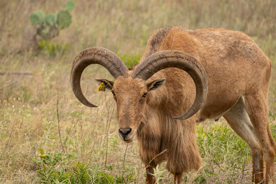 รูปภาพAoudad – เลือกดูภาพถ่ายสต็อก เวกเตอร์ และวิดีโอ3,100 | Adobe Stock
