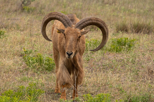 Aoudad in African safari