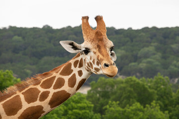Giraffe in African safari funny