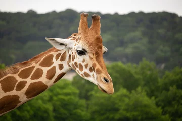 Poster Giraffe in African safari funny © Ross