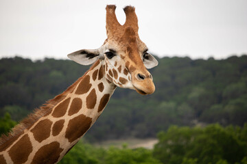 Giraffe in African safari funny