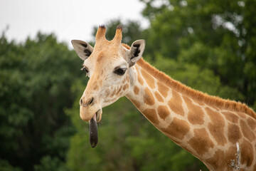 Giraffe in African safari funny