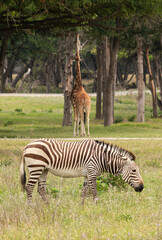 Zebra in African safari