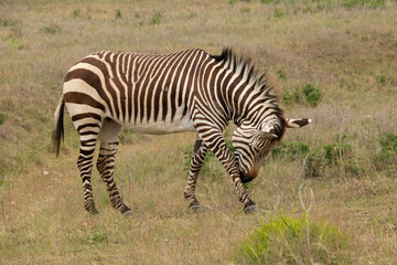 Fototapeta na wymiar Zebra in African safari