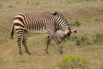 Fototapeta na wymiar Zebra in African safari