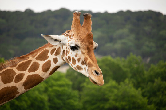 Giraffe In African Safari Funny