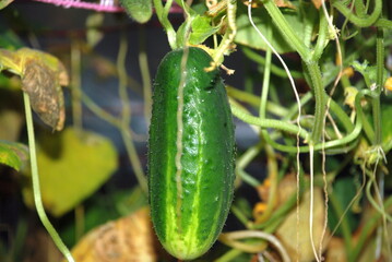 Obraz premium Medium sized green cucumber. In a greenhouse, a medium-sized green cucumber hangs on a plant branch. The fruit has an elongated shape with yellow stripes. There are small bumps on the surface.