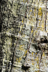 Tree bark texture. Reminiscent of rustic wood with some imperfections