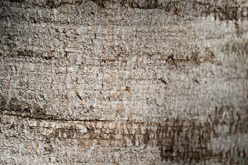 Tree bark texture. Reminiscent of rustic wood with some imperfections