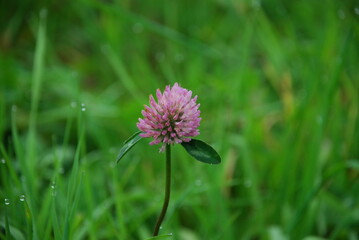 Pink clover grows in the field. A tall pale pink clover grew among the green grasses. It has a large spherical flower with many petals and two green leaves.