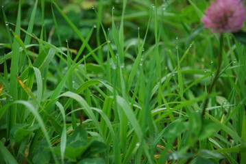 Pink clover grows in the field. A tall pale pink clover grew among the green grasses. It has a large spherical flower with many petals and two green leaves.