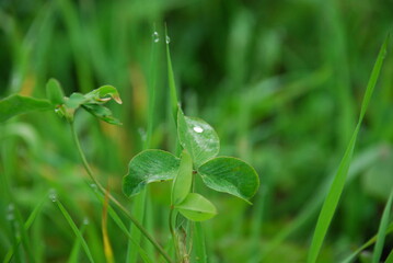 Dew drops on green grass. Fog shrouded the green field. Dew fell on the grass and flowers growing in the field. Drops of clear water hang and lie on the green leaves of plants.