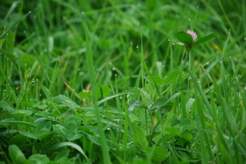 Dew drops on green grass. Fog shrouded the green field. Dew fell on the grass and flowers growing in the field. Drops of clear water hang and lie on the green leaves of plants.