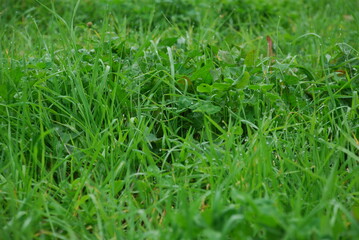 Dew drops on green grass. Fog shrouded the green field. Dew fell on the grass and flowers growing in the field. Drops of clear water hang and lie on the green leaves of plants.