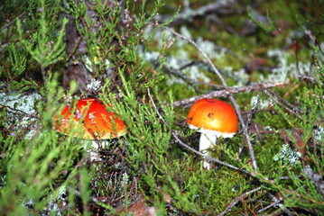 Two small fly agarics among the moss. In the forest, among the light green lichen and fallen branches and needles, small mushrooms with a red hat with large white dots have grown.