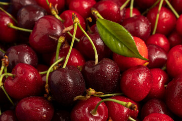 Sweet red cherries with water drops close up.