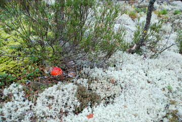 A small fly agaric among the moss. In the forest, among light green lichen and fallen branches and needles, a small mushroom has grown with a red hat with large white dots.